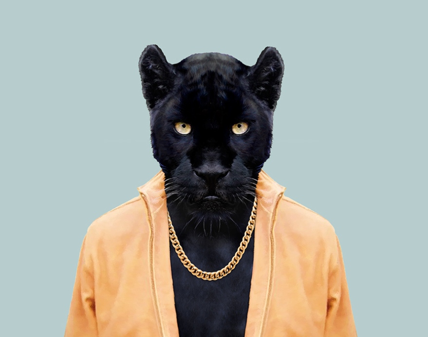 Black-Panther-Panthera-Pardus-copia